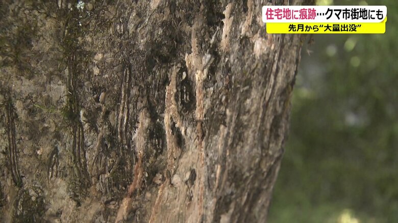 木に残るクマの爪痕