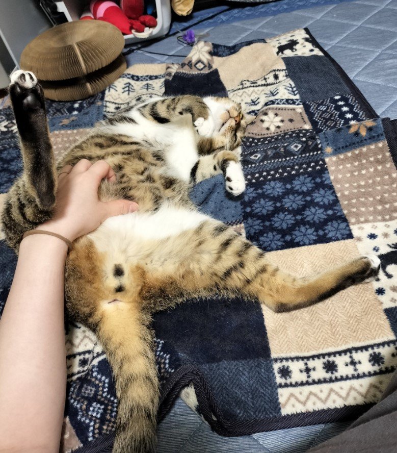 提供：猫のテトさん