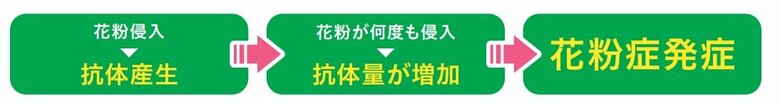 花粉症のメカニズム（出典：環境省・厚労省「花粉症対策 スギ花粉症について日常生活でできること」）