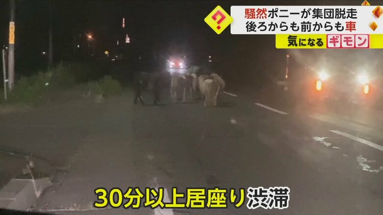 ポニーたちの影響で渋滞が発生した