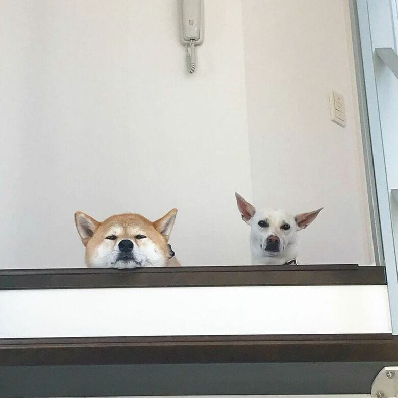 提供：柴犬ハル&雑種すずさん