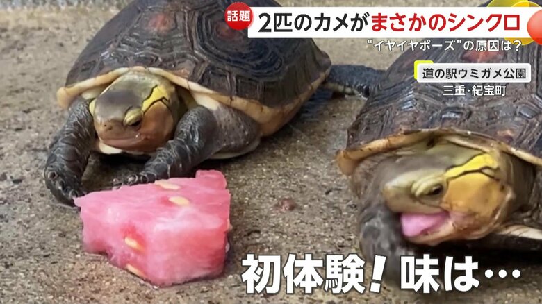 左側のカメは手で顔を拭い“いやいやポーズ”