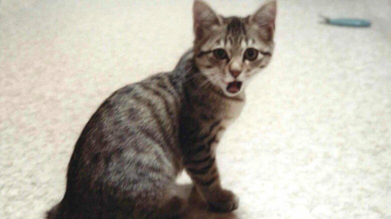 子猫時代のモカちゃん