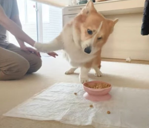 ご飯に夢中で雑になってしまうお手（提供：むぎん家＠きよらさん）