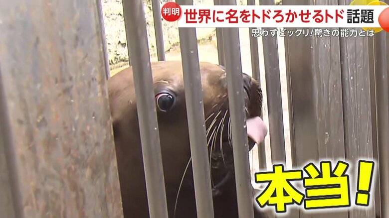飼育員が感動するほど、まるで鏡のようにそっくりだった「ハマ」の動き