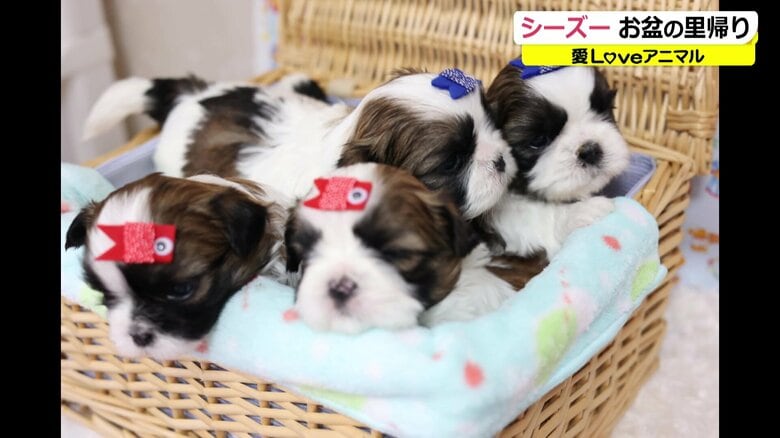 生まれた4匹の子犬