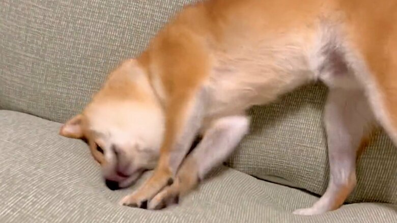 しかし、時には荒ぶることも