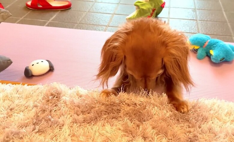 飼い主さんが見に行くと既にこのポーズに…