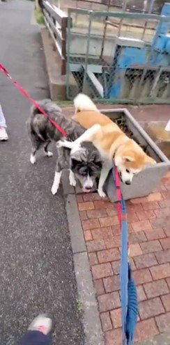 提供：秋田犬 杏(あん)と蓮(れん)さん