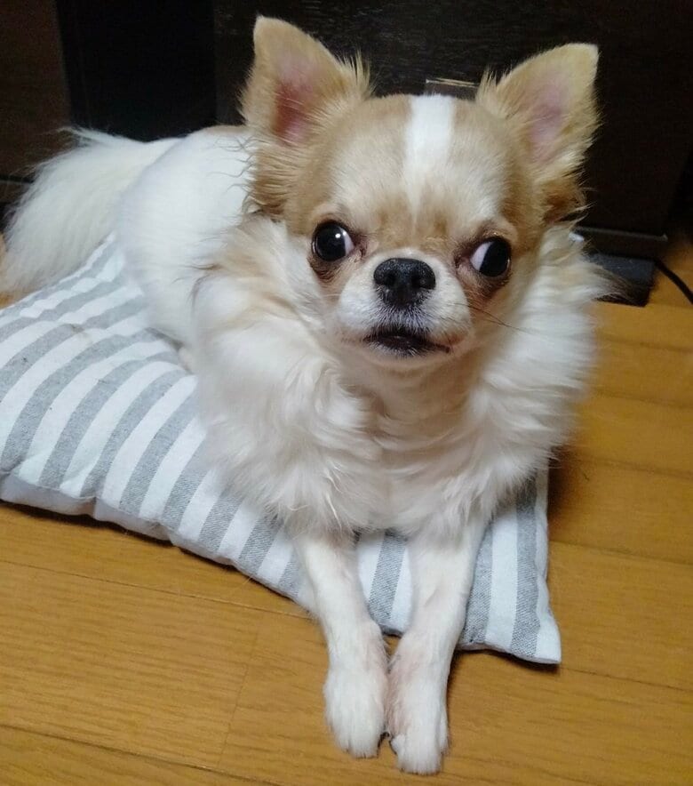 玉緒ちゃん