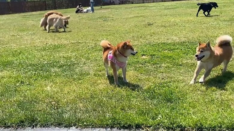 「あ！」柴犬が近づいてきたけれども…