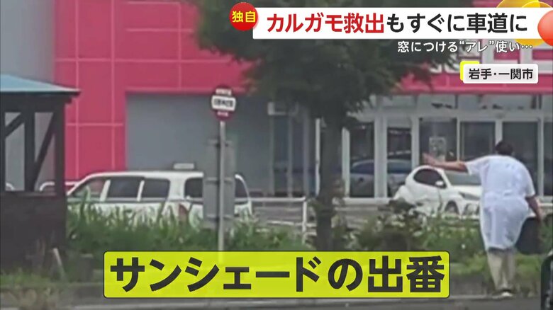 サンシェードで車に轢かれないよう、カルガモ親子を誘導した撮影者ら