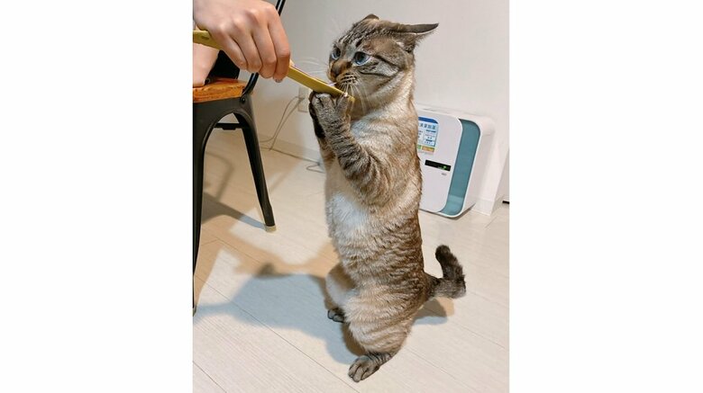 ちゅ～るをむさぼるモネくん