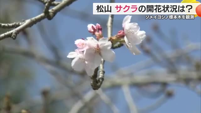 まさかの“４．５輪”　松山のサクラはわずかに基準に届かず　「開花宣言」２４日午前の可能性高い【愛媛】