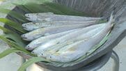 ｢弘法大師が浮かべた葉が魚に変わった｣という伝承も残る“幻の魚”エツ 環境変化や乱獲などで絶滅危惧種に指定 人工孵化に取り組む人たち 【福岡発】