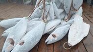 冷凍マグロを倉庫の“保冷剤”に…電気使用の「調整力」を市場に販売して対価 新たな節電ビジネスへの可能性
