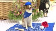 大谷翔平選手の愛犬『デコピン』も登場　「ワンちゃんと猫ちゃんのフェルトアート展」　広島・廿日市市