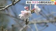 まさかの“４．５輪”　松山のサクラはわずかに基準に届かず　「開花宣言」２４日午前の可能性高い【愛媛】