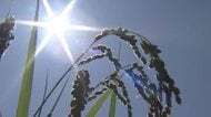 コメの高温障害を懸念　福井県とJAが3年属で「胴割れ米注意報」発令　適切な水管理や早めの収穫呼び掛ける