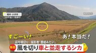 【独自】「わ！わ！すごい！」田園地帯を疾走する2匹のシカが堤防を駆け上がり車の前を横切る　撮影者「夜だとブレーキ間に合ったかどうか…」　福井・小浜市