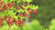 雨に濡れさらに色濃く…紅ドウダンツツジが見頃　美浜町新庄の公園に約300株　5日まで苗木の販売会　福井