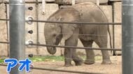名前は「アオ」広島市安佐動物公園で誕生のマルミミゾウの赤ちゃん「青空のようにスクスクと」