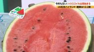 今年も甘い！糖度は12.2度　ハウススイカ出荷始まる　7月初旬までに2玉入りで約4100ケースの出荷を見込む　JA松本ハイランド　長野・松本市