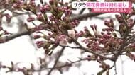 仙台のサクラ開花発表は持ち越し　気象台の標本木は２輪のみ、基準の５〜６輪に届かず