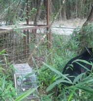 【速報】「先月と同じクマの可能性」神戸市北区の山林でツキノワグマを確認　人への被害なしも民家まで約350メートル　市は捕獲用のおり設置を急ぐ　