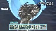 日田市でアユの稚魚約37万匹を放流　5月の漁解禁までに20cmほどに成長　大分
