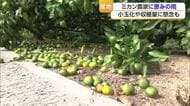 「首の皮一枚つながった」宇和島のミカンに恵みの雨も「これはポイ」規格外の小玉増　収穫量減懸念【愛媛】