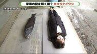 静岡・駿河湾の巨大深海魚「ヨコヅナイワシ」 生態系の頂点“トップ・プレデター”か?