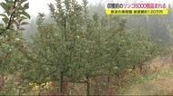 収穫前のリンゴ6000個盗まれる 被害額約120万円<岩手・紫波町>