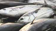 伝統“一本釣り”の味を家庭でも 初夏の風物詩、さっぱり爽やか初鰹の楽しみ方