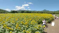 ヒマワリ迷路と20万本の夏の絶景スポット～1.6ヘクタールに広がる黄色の絨毯　家族連れや観光客でにぎわう「煙山ひまわりパーク」【岩手発】