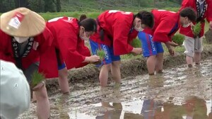 柏崎市の認証米 “米山プリンセス” 市長・地元水球チームが田植えのお手伝い【新潟】