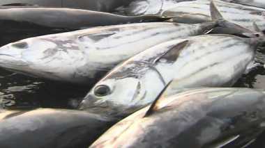 伝統“一本釣り”の味を家庭でも 初夏の風物詩、さっぱり爽やか初鰹の楽しみ方