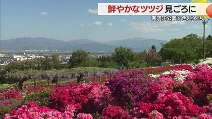 寒河江公園に植えられた約4万3000株のツツジが見ごろに　訪れた人も“きれいさ”と“量”にびっくり【山形発】