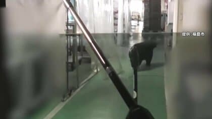 目の前に迫る巨大クマ　麻酔銃も効かず暴れ逃走　緊急銃猟の一部始終　専門家「毛の生え替わりで針が奥まで入らず」　福島工場居座り