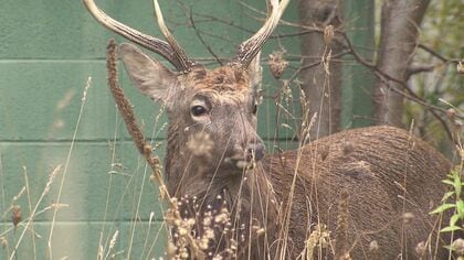 【札幌の住宅街にシカ】「どこから来たの？」「キツネは見るけど」住民もびっくり…札幌市東区の住宅街に“オスジカ2頭”あらわる＿3日前にも周辺で3件目撃情報も『事故にあわないためには』〈北海道札幌市〉