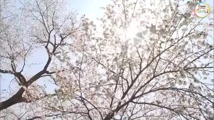 【シリーズサクラ】９）推定樹齢５８０年の“一本桜”が見事に山里を彩る「尾所の桜」満開【岡山・津山市】