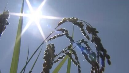 コメの高温障害を懸念　福井県とJAが3年属で「胴割れ米注意報」発令　適切な水管理や早めの収穫呼び掛ける