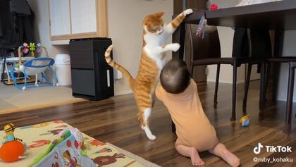 「ここなら取れるニャ」 赤ちゃんが取りやすい位置までおもちゃを運ぶ猫が賢い…普段の“ベビーシッター”っぷりを聞いた