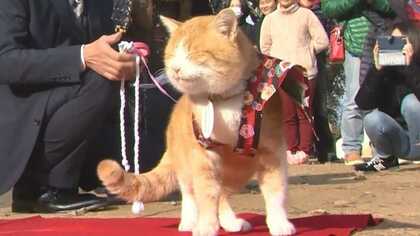 新名所2019：観光名所“天空の山城”の城主はネコ…放浪の旅からカムバック！【岡山発】