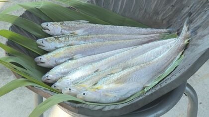 ｢弘法大師が浮かべた葉が魚に変わった｣という伝承も残る“幻の魚”エツ 環境変化や乱獲などで絶滅危惧種に指定 人工孵化に取り組む人たち 【福岡発】