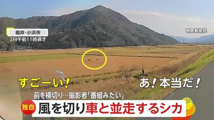 【独自】「わ！わ！すごい！」田園地帯を疾走する2匹のシカが堤防を駆け上がり車の前を横切る　撮影者「夜だとブレーキ間に合ったかどうか…」　福井・小浜市