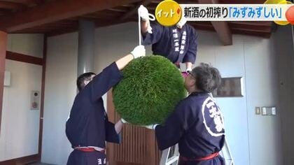 勝山の老舗酒蔵に新酒シーズン告げる「酒林」　奥越産の酒米で仕込んだ生原酒「ハツシボリ」23日夜から440軒の飲食店限定で提供　一本義久保本店　福井