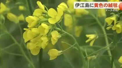 春待つ伊江島に黄色の絨毯　”マーナ”が見ごろ