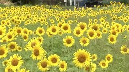 佐伯市蒲江で約3万本のひまわり見ごろ　使われていない農地を活用　大分