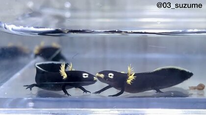 “ウナギイヌ”が実在!?　まるでゆるキャラ「ユンウコブイモリ」が愛らしすぎると話題